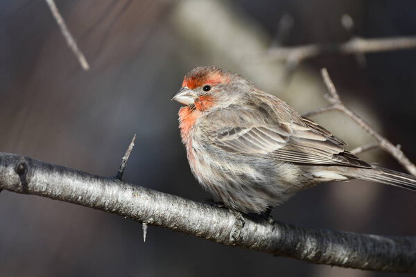 Зелёный вьюрок на дереве