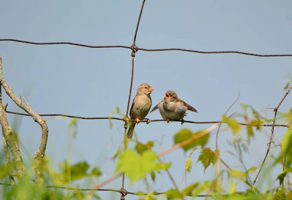 Petits Oiseaux Moineaux Domestiques Perchés Sur Une Clôture Campagne — Photo