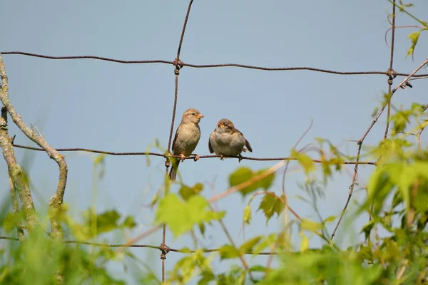 赤ちゃんの鳥の家雀国のフェンスに腰掛けて — ストック写真