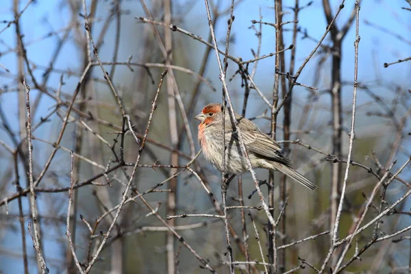 Male House Finch Perched Tree — Stock Photo, Image