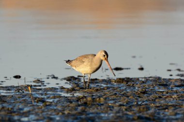 Hudsonian Godwit Çamurda uçan kuş