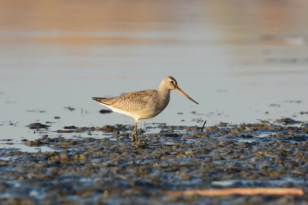 Hudsonian Godwit Pássaro Apartamentos Lama — Fotografia de Stock