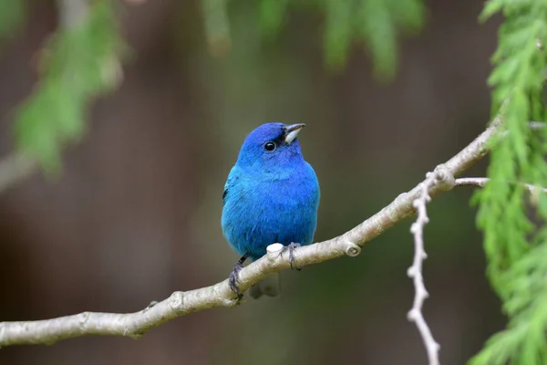 Uccello Maschio Indigo Bunting Appollaiato Ramo — Foto Stock