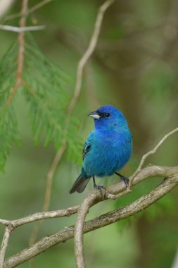 Erkek Indigo Bunting kuşu bir dala tünedi.