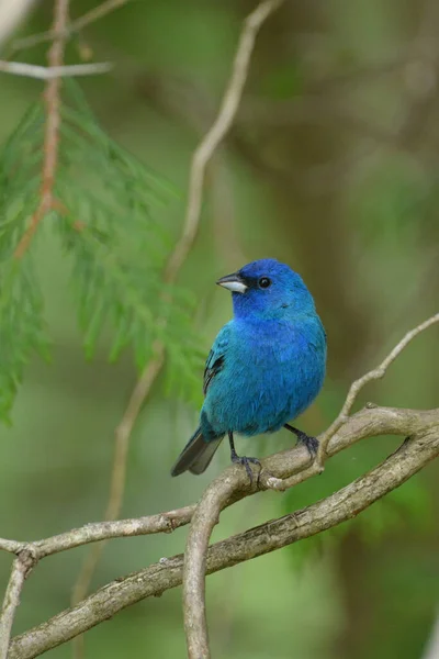 Erkek Indigo Bunting kuşu bir dala tünedi.