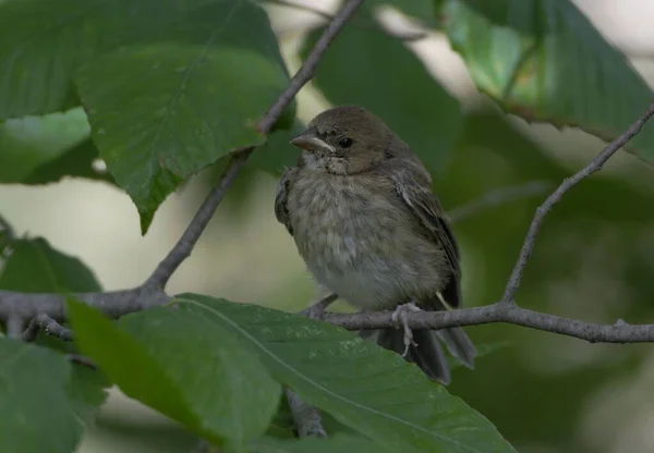 Samica Indigo Bunting Ptak Siedzący Gałęzi — Zdjęcie stockowe