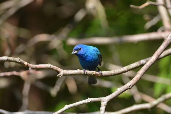 雄靛蓝鸟栖息在树枝上 — 图库照片