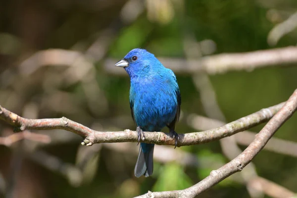 Erkek Indigo Bunting Kuşu Bir Dala Tünedi — Stok fotoğraf