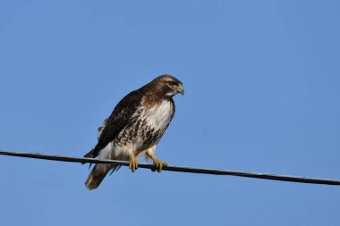 Kızıl kuyruklu şahin su hatlarından yol boyunca avlanıyor.