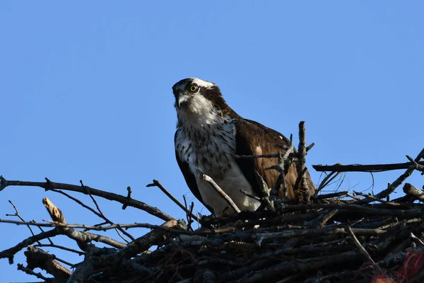 Balbuzard Pêcheur Adulte Perché Sur Nid — Photo