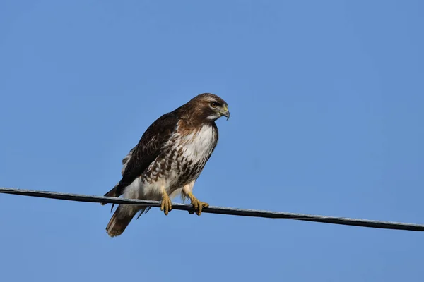 Red Tailed Havik Jacht Langs Weg Van Hydro Lijnen — Stockfoto