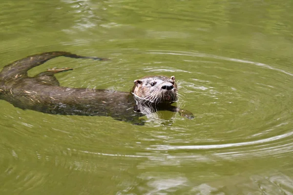 Noord Amerikaanse Otter Wetlands — Stockfoto