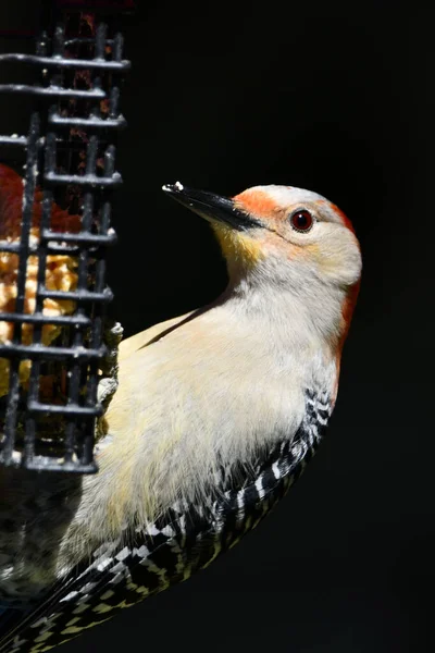 Female Red bellied Woodpecker on suet feeder