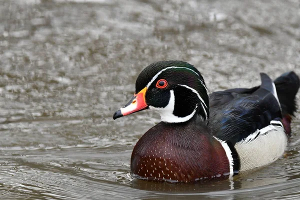 Bunte Waldenten Erpel Schwimmen Sumpf — Stockfoto