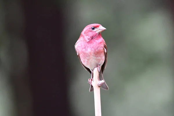 Male Purple Finch Sits Perched Branch — Stock Photo, Image