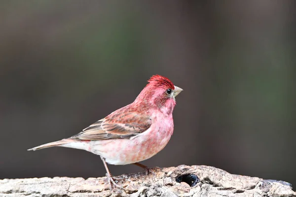Male Purple Finch Sits Perched Branch — Stock Photo, Image