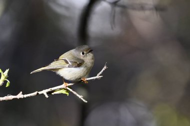 Ruby Crowned Kinglet ormandaki bir dala tünemiş duruyor.