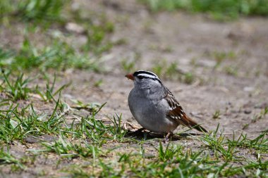 Beyaz Taç Giymiş Serçe