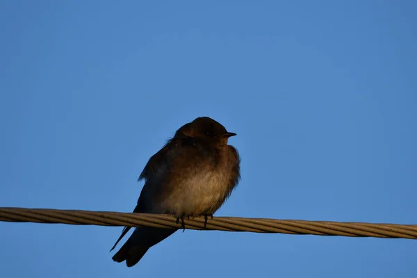 Northern Rough Winged Engolir Empoleirado Fio — Fotografia de Stock