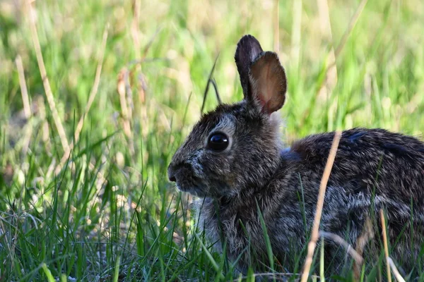 野生の東コットンテールウサギ — ストック写真