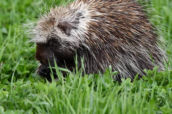 Stachelschwein Weidet Auf Einem Heufeld — Stockfoto