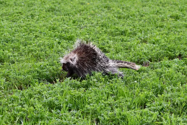 Stachelschwein Weidet Auf Einem Heufeld — Stockfoto