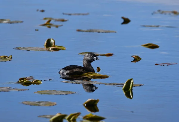Pied Billed Grebe Duck Marsh Sunny Day — Stock Photo, Image