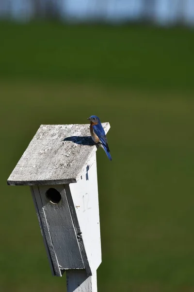 Bluebird Oriental Macho Casa Pássaro — Fotografia de Stock