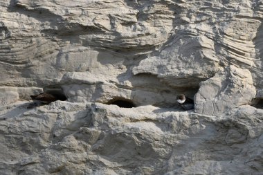 Bank Swallow uçurumun kenarına tünedi.