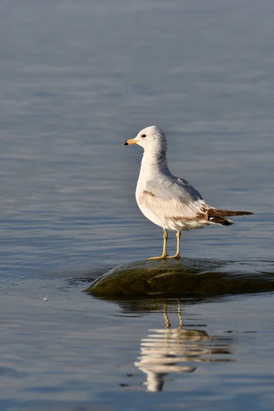 Gaivota Bicada Anelada Empoleirada Rocha Longo Costa Lago — Fotografia de Stock