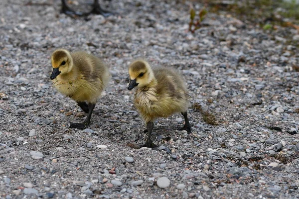 Dois Bebê Bonito Canadá Gansos Gansos Caminhando Longo Costa Lago — Fotografia de Stock