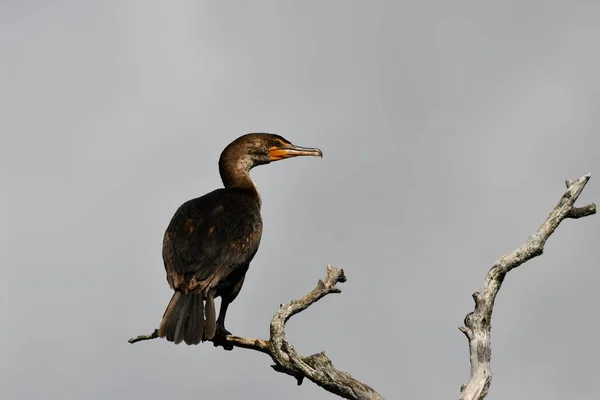 Lustig Aussehender Doppelhaubenkormoran Hockt Einem Toten Baum — Stockfoto