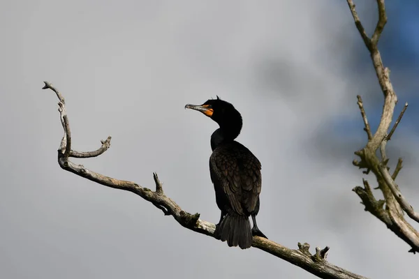 Rolig Ser Double Crested Skarv Fågel Uppflugen Ett Dött Träd — Stockfoto