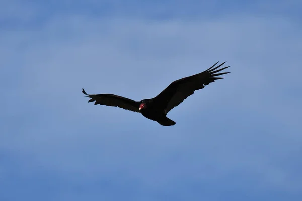 Turkey Vulture Flight Wings Spread — Stock Photo, Image