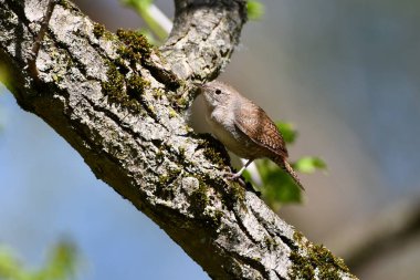 Wren Hanesi ormandaki ötücü kuş.