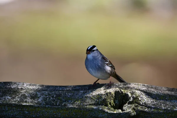 White Crowned Sparrow Perched Country Fence — Stock fotografie