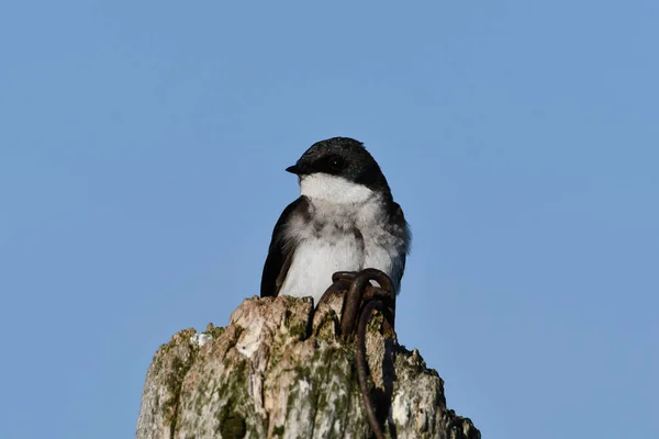 Tree Swallow Perched Country Fence Post — Photo