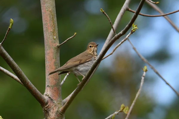 Tordo Swainson Appollaiato Albero Nella Foresta — Foto Stock