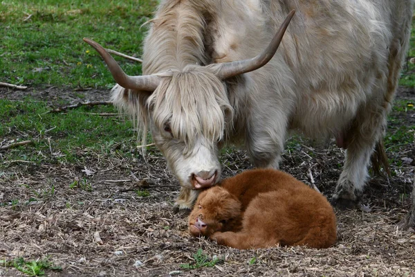 Vache Des Highlands Avec Veau — Photo