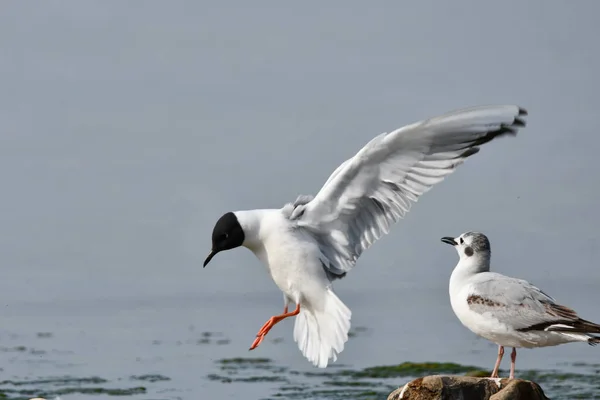 Aterragem Gaivota Bonaparte Praia — Fotografia de Stock