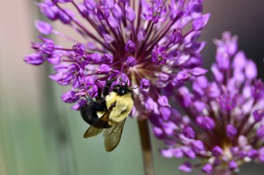 Yaban arısı bir çiçeği döllüyor