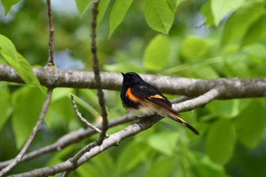 American Redstart Warbler bir ağaca tünemiş duruyor.