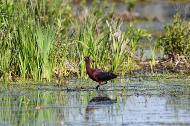Parlak Ibis kuşu bataklıkta yürüyor