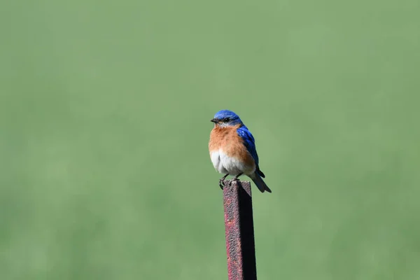 Muž Východu Bluebird Sedí Kůlu Plotu — Stock fotografie