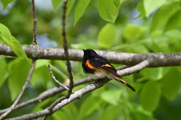 American Redstart Warbler Bir Ağaca Tünemiş Duruyor — Stok fotoğraf