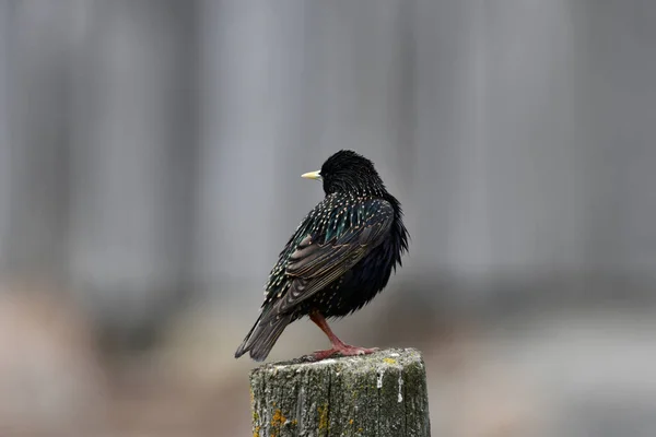 European Starling Appollaiato Palo Recinzione — Foto Stock