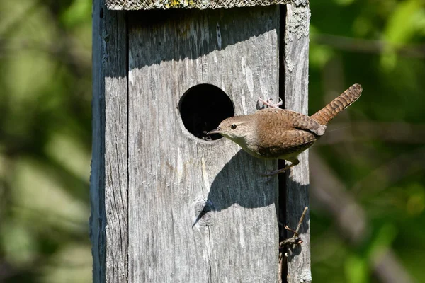 Dom Wren Śpiewający Ptak Siedzący Przy Wejściu Ptasiego Domku — Zdjęcie stockowe