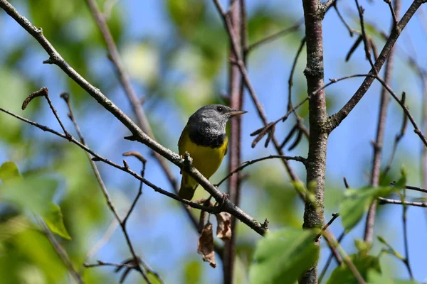 Ağaca tünemiş yaslı Warbler