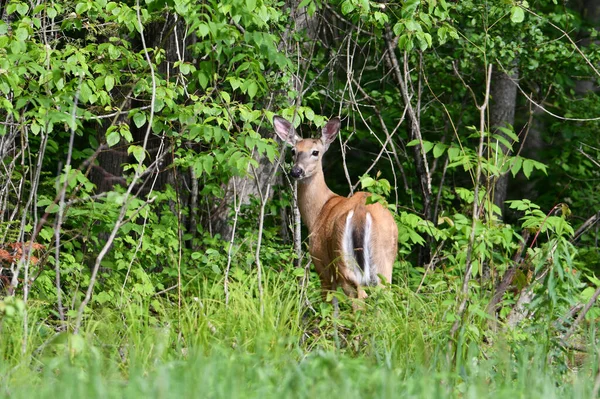 白铁鹿站在森林边的草地上 — 图库照片