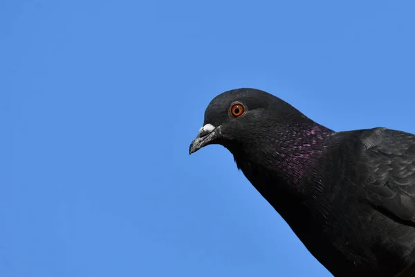 Retrato Pombo Rocha — Fotografia de Stock